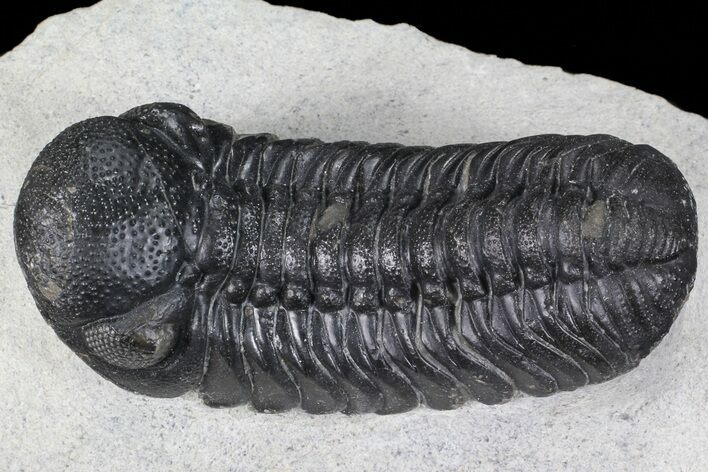 Detailed, Austerops Trilobite - Morocco #66902
